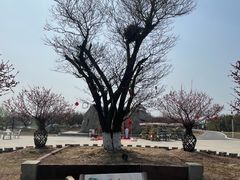 -灌云梅园景区