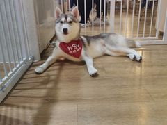 -Husky Go! 哈士奇体验馆·宠物咖啡厅狗咖