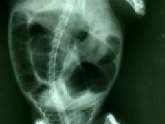 盲肠胀气严重-瑞派·关忠动物医院·异宠专科·犬猫肿瘤·皮肤专科(望京店)