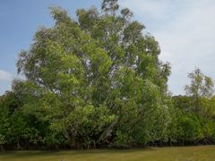 -东寨港红树林旅游区