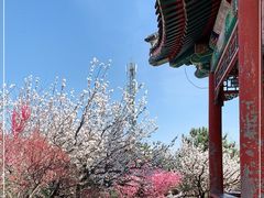 -香山公园