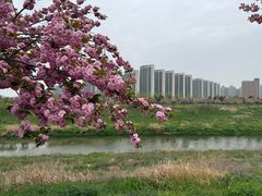 -洨河生态公园