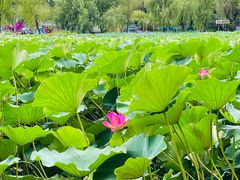 -长春市南湖公园