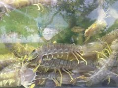 -真浪大家乐海鲜餐馆