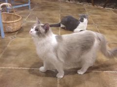 -共舞时光猫咖·狗咖(新街口店)