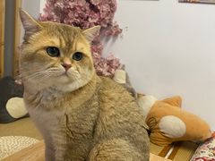 -柴迷FANS CLUB·柴犬狗咖·猫咖