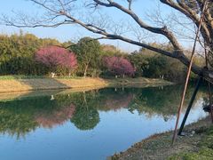 -乌村
