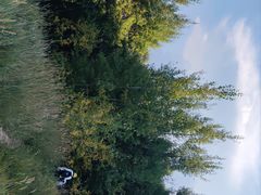 -灵山