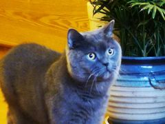 -中农国际动物医院24小时·猫科·骨科·急重症中心