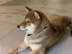 Matcha-柴务处·柴犬主题狗咖