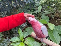 -南宫五洲植物乐园