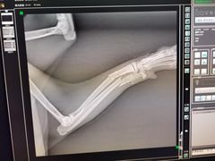 -爱侣宠医·鹦鹉专科·小型哺乳类·异宠专科(灵石路店)