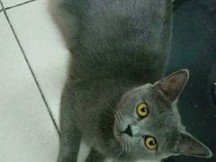 -纳吉亚猫专科动物诊疗中心(蒋宅口分院)