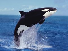 -德克士(呀诺达店)