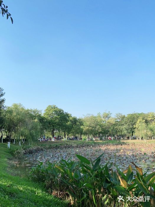 松山湖南湖湾露营营地图片