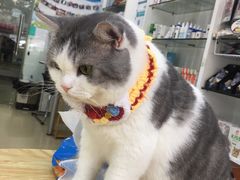 -瑞派动物医院·猫专科·至诚(江南中分院)