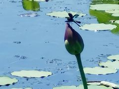 -莲花池公园