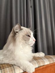 -懒猫摄影studio写真馆