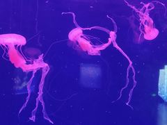 -乌鲁木齐海洋馆
