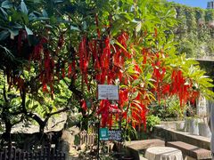 -小洲村