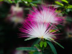 -三圣花乡旅游区