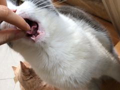 -Catmate·猫肥家润(金润铂宫店)