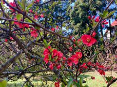 -庐山风景区花径公园