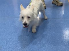 -天使宠物医院·犬猫分诊(彩虹店)