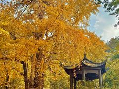 -千年银杏谷文化旅游区
