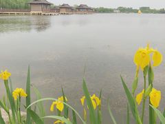 -杭州湾海上花田景区