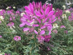 -广东花都香草世界旅游度假区