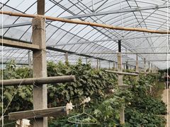 -马陆小张葡萄园农家乐