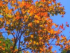 -梧桐山风景名胜区