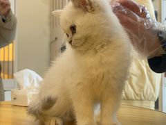 -柚子猫舍·精品猫舍购猫·猫咪认养·购宠·宠物店