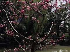 -上海醉白池公园