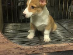 -宠物世家(仲盛世界商城店)