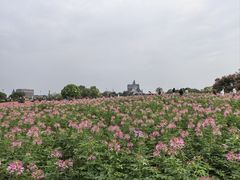 -荷兰花海