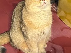 -和它·交个朋友·狗咖猫咖(爱琴海店)