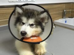 -爱侣宠医·鹦鹉专科·小型哺乳类·异宠专科(灵石路店)