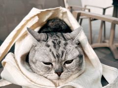 -达爱动物医院·犬猫分区·CT·复杂眼科(远洋山水分院)
