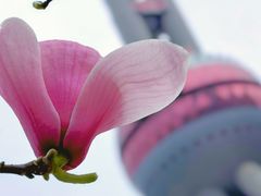 -东方明珠广播电视塔