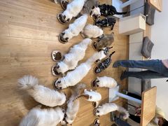 -有喵·猫咖·狗咖·30几只猫10只小狗(岗厦店)