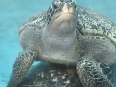 -广东惠东海龟国家级自然保护区