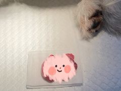 -爱贝特动物医院·猫口炎专科