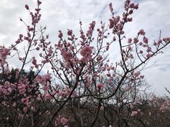 -梅花山(明孝陵内)