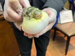 -肆月河豚·新淮扬(金融街店)