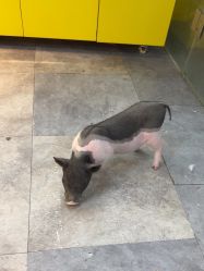 -神奇动物撸宠馆·羊驼·小浣熊·异宠(豫园店)