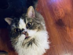 -猫小院猫主题咖啡厅(北锣店)