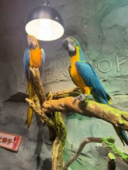 -Zoolung Zoolung动物主题公园(海信广场店)