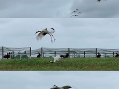 -盐城丹顶鹤湿地生态旅游区